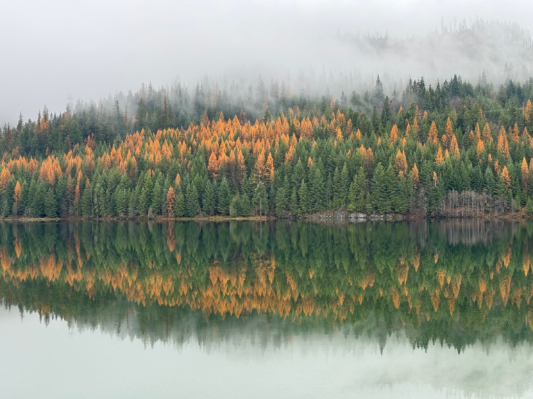 Larches along the Lake