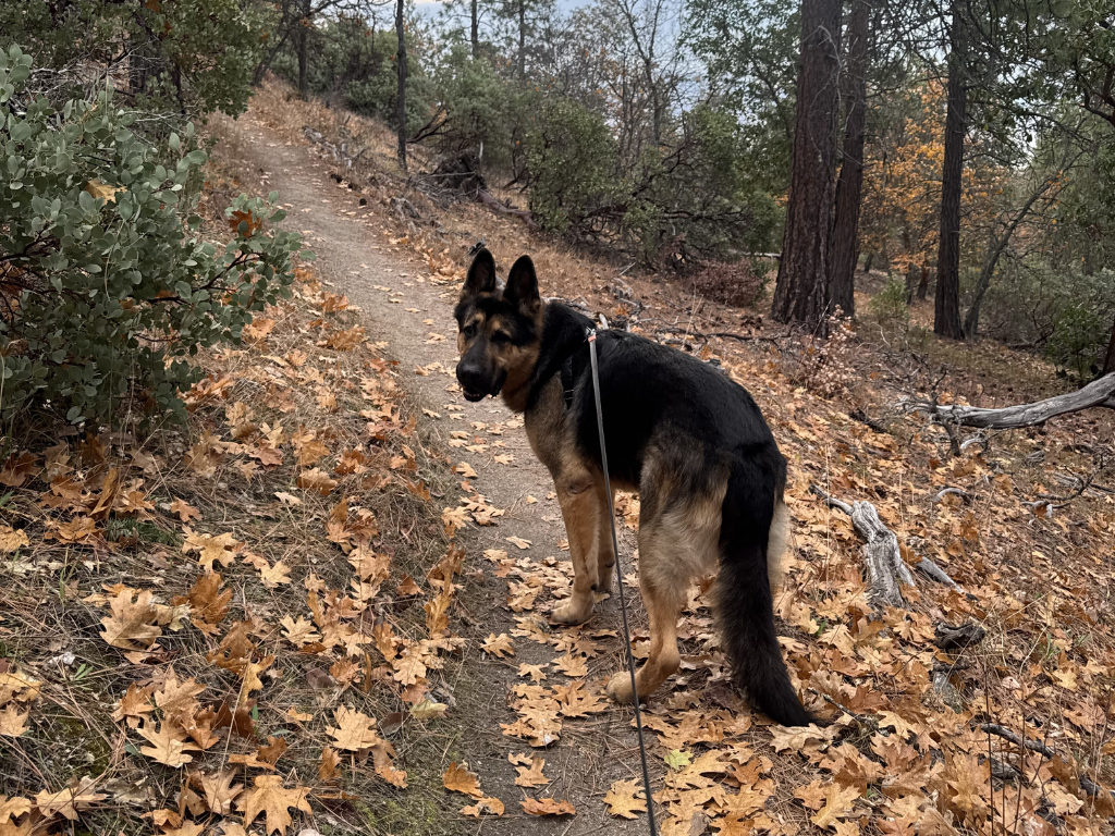 Dog on a trail