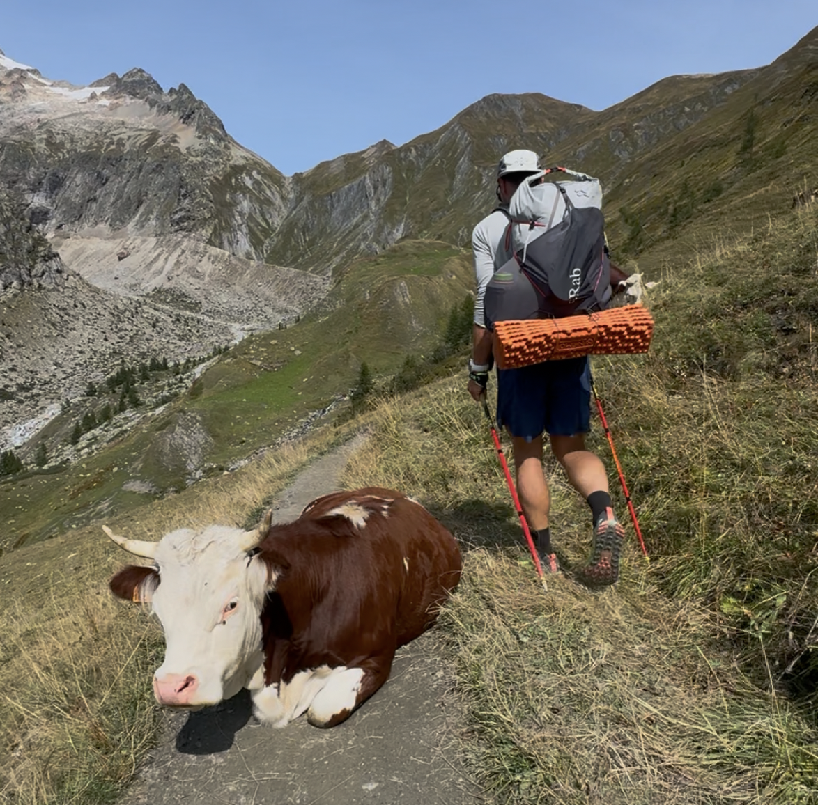 Hiker navigating around a cow lying in the middle of a trail
