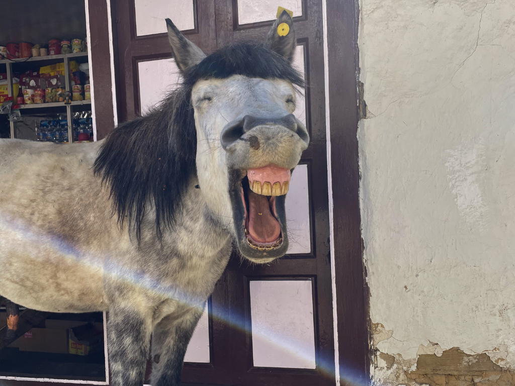 Horse and rider on a mountain trail